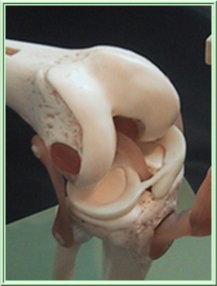 Genou et les m�nisques